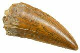 Serrated Raptor Tooth - Real Dinosaur Tooth #364863-1